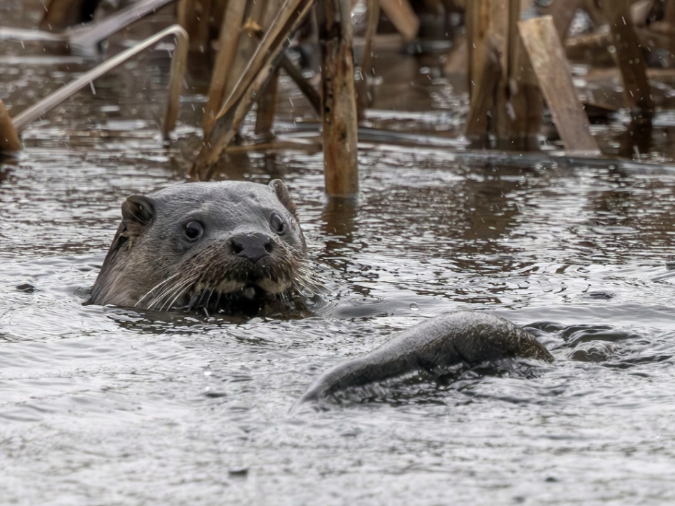 Otter, Canada Goose, Snipe, Great Crested Grebe